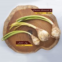 پیاز-عنصل