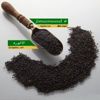 تخم-تاتوره-