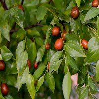 برگ-عناب-عمده