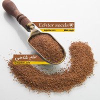 تخم-شاهی-عمده