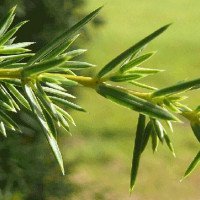 برگ-سرو-کوهی-عمده