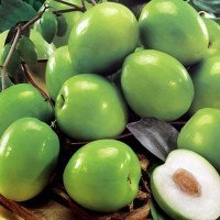 هسته-سدر-عمده