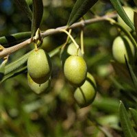 شاخه-های-درخت-زیتون-عمده
