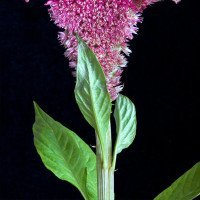 شاخه-تاج-خروس