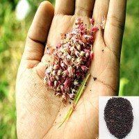 تخم-تاج-خروس