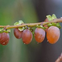 میوه-خرمندی-عمده