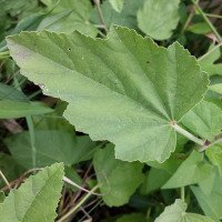 برگ-ختمی-عمده