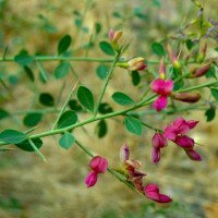 روغن-برگ-خارشتر-عمده