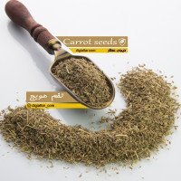 تخم-هویج