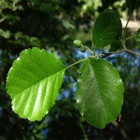 برگ-توسکای-قشلاقی-عمده