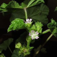 پنیرک-گلریز-عمده