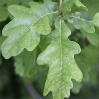 برگ-بلوط-عمده