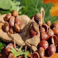 پوسته-میوه-بلوط-عمده