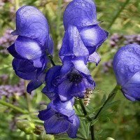 آقونیطون-عمده