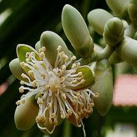 جوانه-فوفل-عمده