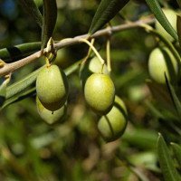 میوه-زیتون