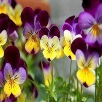 بنفشه-سه-رنگ