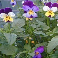 برگ-بنفشه-سه-رنگ