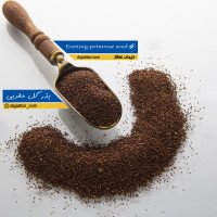 تخم-گل-مغربی