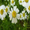 نمک صورتی چه کاربردی دارد؟ + کاربردهای نمک هیمالیا