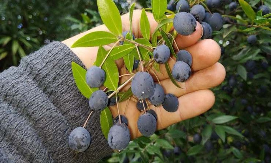 آشنایی با خواص پودر مورد برای پوست صورت