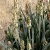 دارچین: ۲۰خواص خفن دارچین، مضرات، نسخه و نحوه مصرف آن
