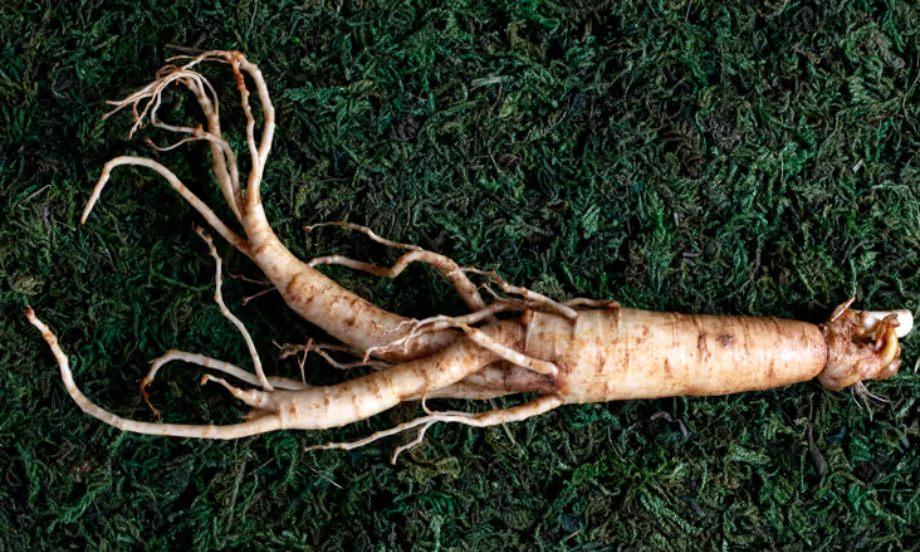 خواص پودر جینسینگ قرمز برای چاقی