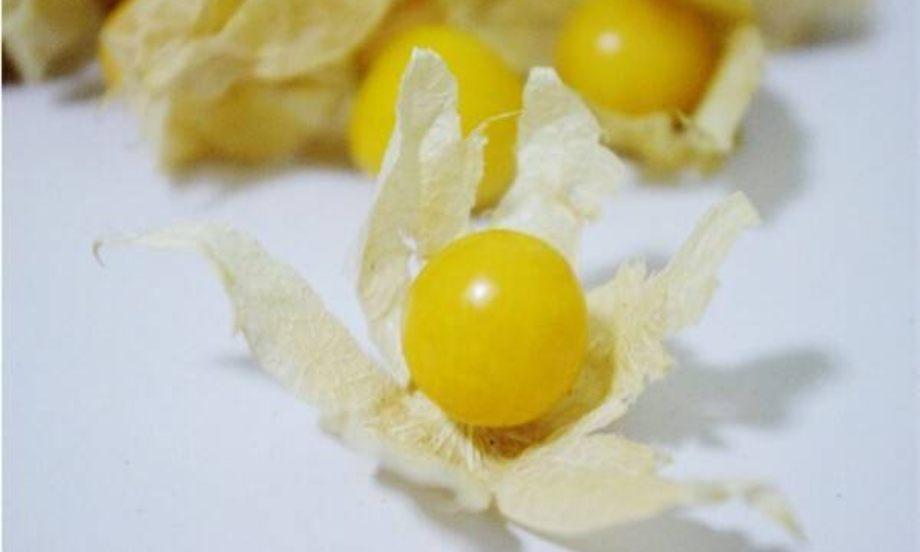 خواص عروسک پشت پرده برای پریودی (نحوه استفاده+خرید)