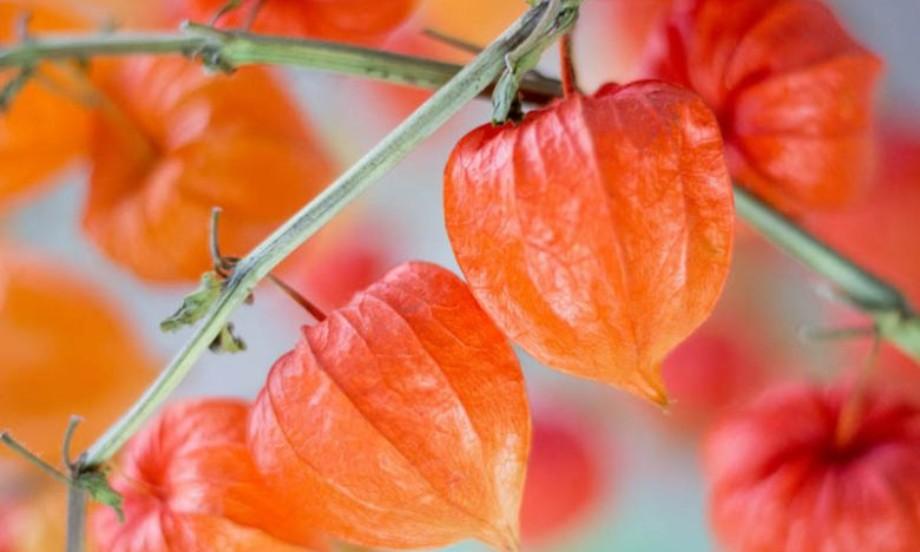 همه چیز درباره عروسک پشت پرده در طب سنتی
