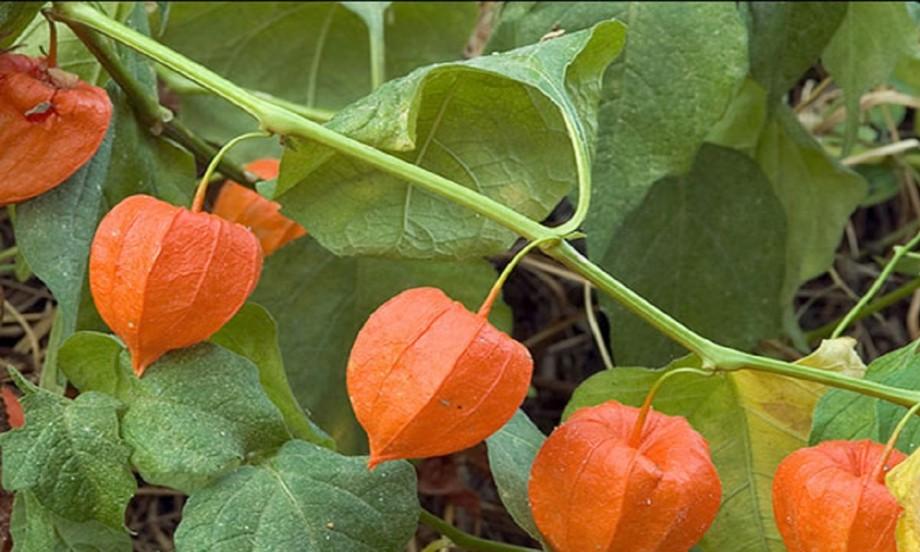 خواص شربت عروسک پشت پرده