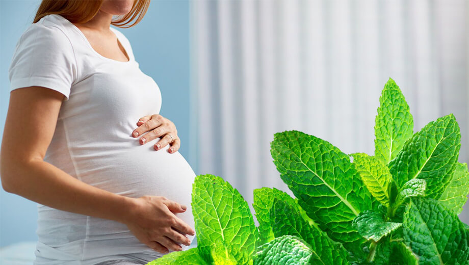 برگ نعناع از جمله گیاهانی است که خواص بسیاری دارد، اما در دوران بارداری باید با احتیاط مصرف شود.