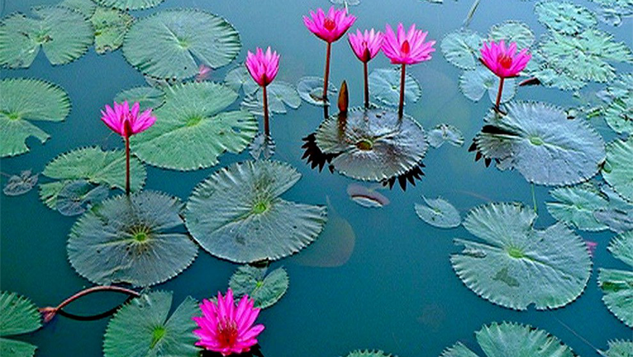 خواص گیاه دارویی گل نیلوفر