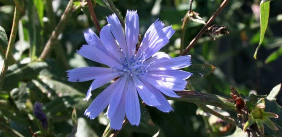 مصرف کاسنی برای زردی نوزاد