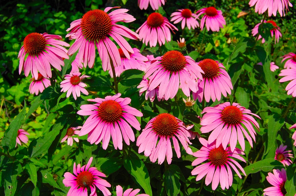 سرخارگل (اکیناسه) چیست و چه خواصی دارد؟