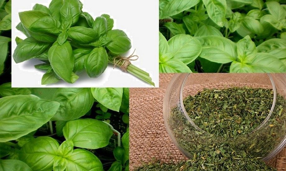 ریحان خشک در چه غذاهایی استفاده میشود