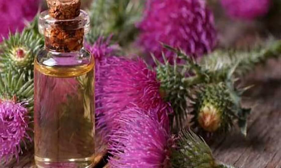 طرز تهیه دمنوش خار مریم برای کبد چرب