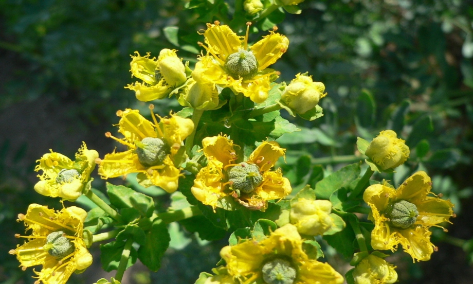 گیاه سداب و جن گیاه سداب برای لاغری