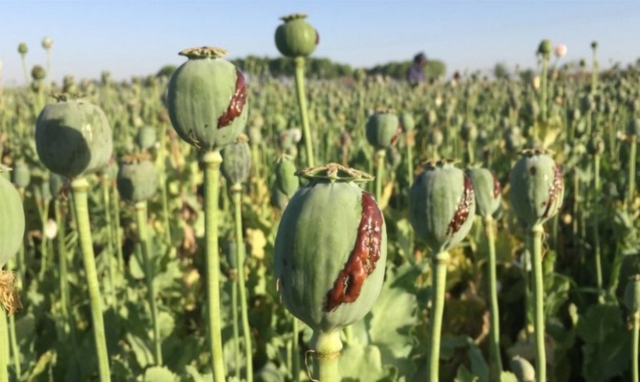 پوست خشخاش برای چی خوبه