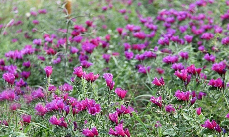 گیاهان دارویی چهار محال و بختیاری