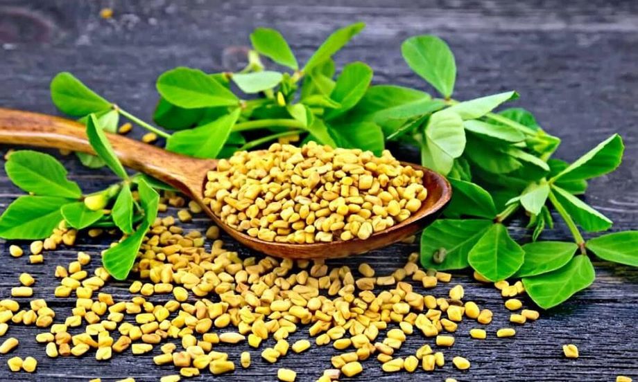 خواص و مضرات شنبلیله در طب سنتی