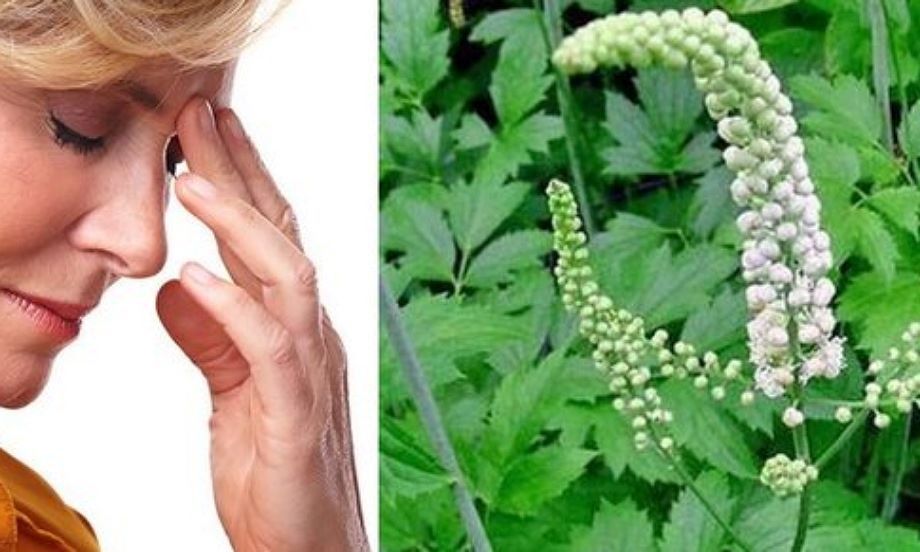 گیاهان دارویی مناسب برای یائسگی