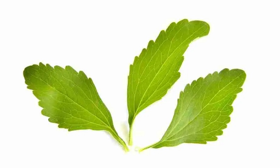 مضرات گیاه استویا