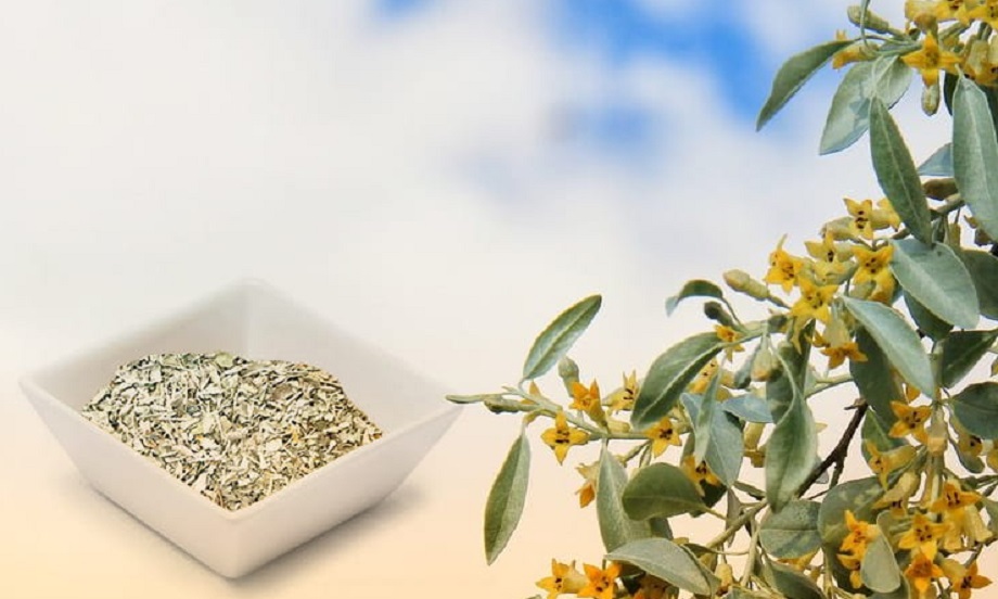 خواص شکوفه سنجد برای دوقلوزایی
