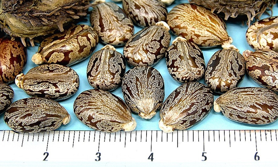 مزه دانه کرچک چگونه است؟ + تشخیص دانه کرچک برای جلوگیری از مسمومیت