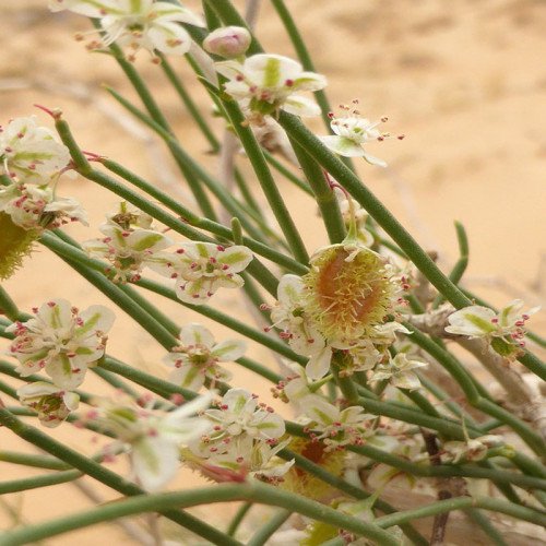 محصول